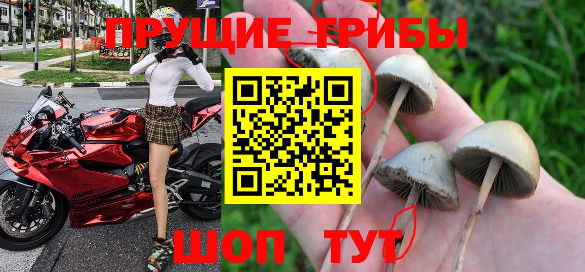 Псилоцибиновые грибы Cubensis Протвино